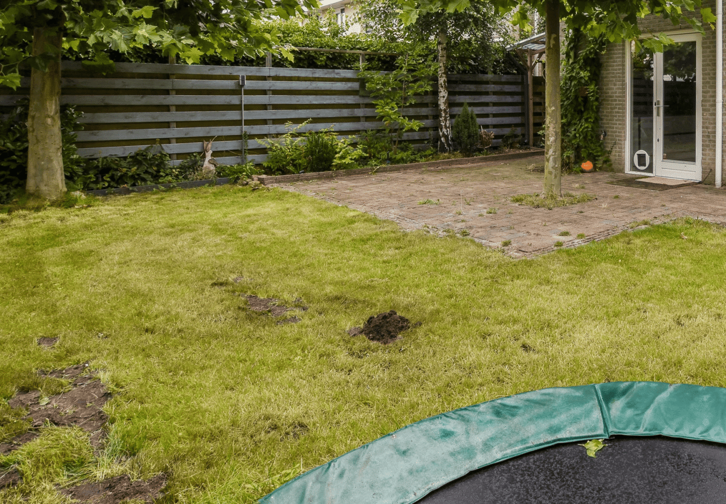 Restarting lawn care - lawn with patches