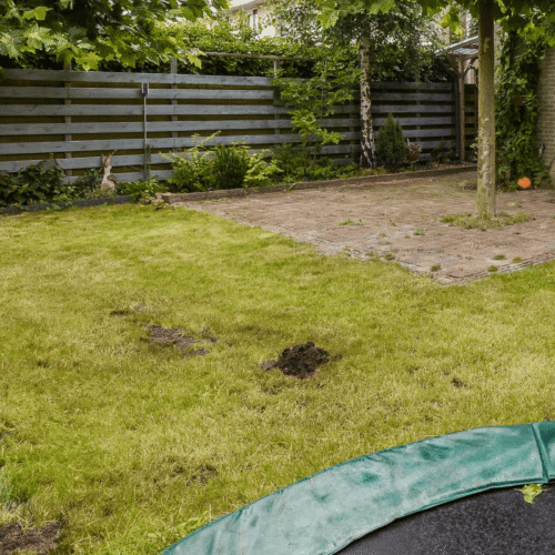 Starting From Scratch: How Australian Homeowners Can Bring a Lawn Back to Life
