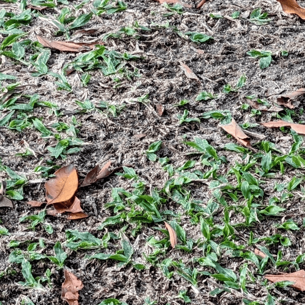 Restarting lawn care - neglected patch of grass