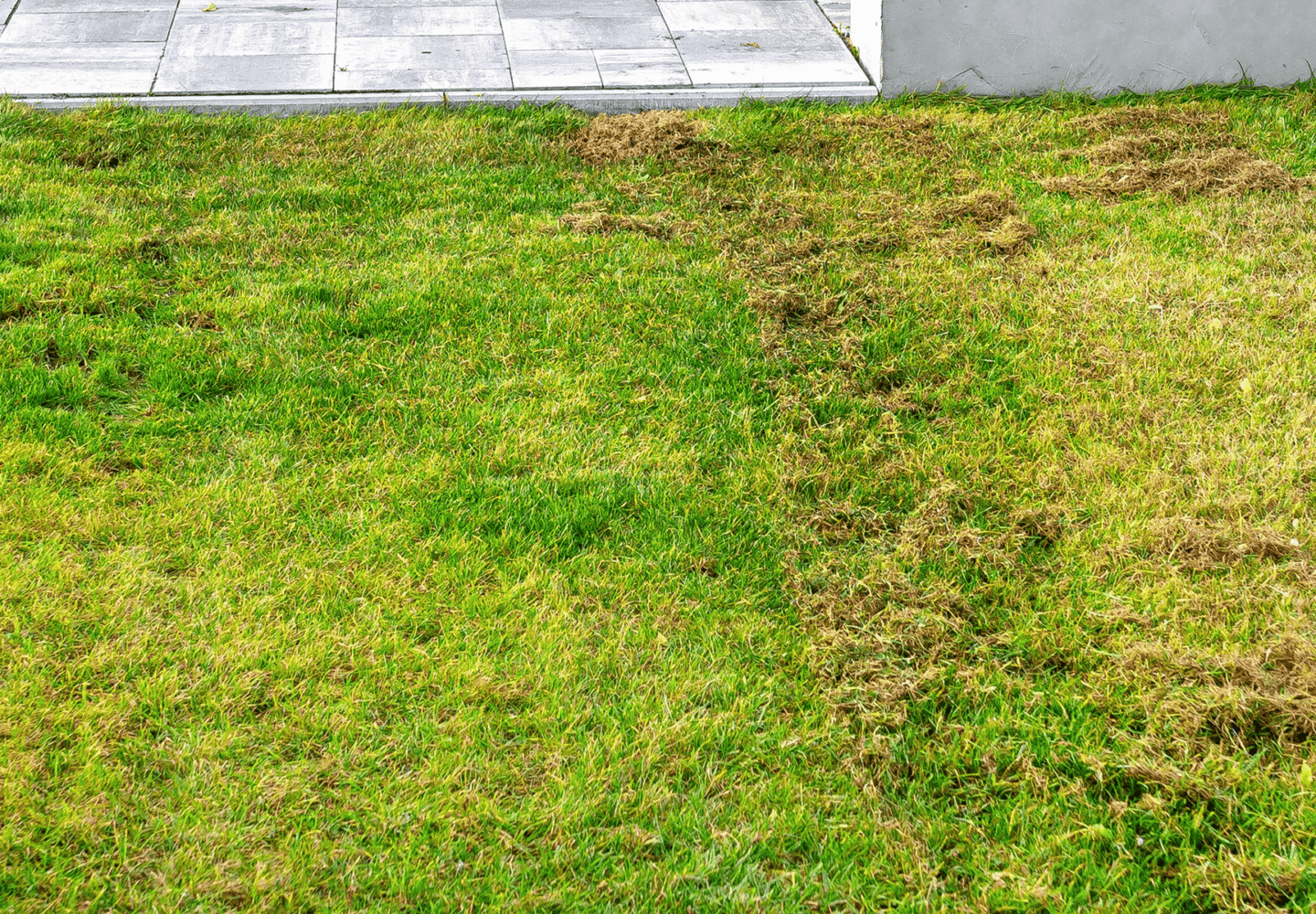 Winter Lawn Care - Preparing lawn for winter season