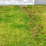 How to Keep Your Lawn Alive in Winter Without Overcomplicating It