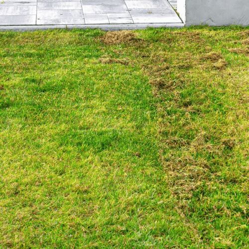 How to Keep Your Lawn Alive in Winter Without Overcomplicating It