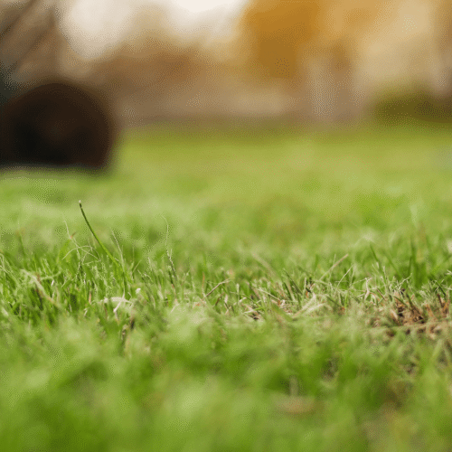 Should You Aerate Your Lawn in Winter?