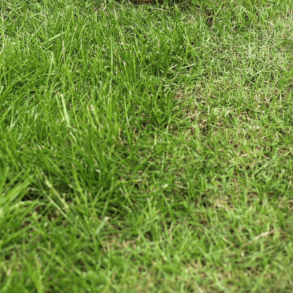Lawn Aerating - Grass currently being cut