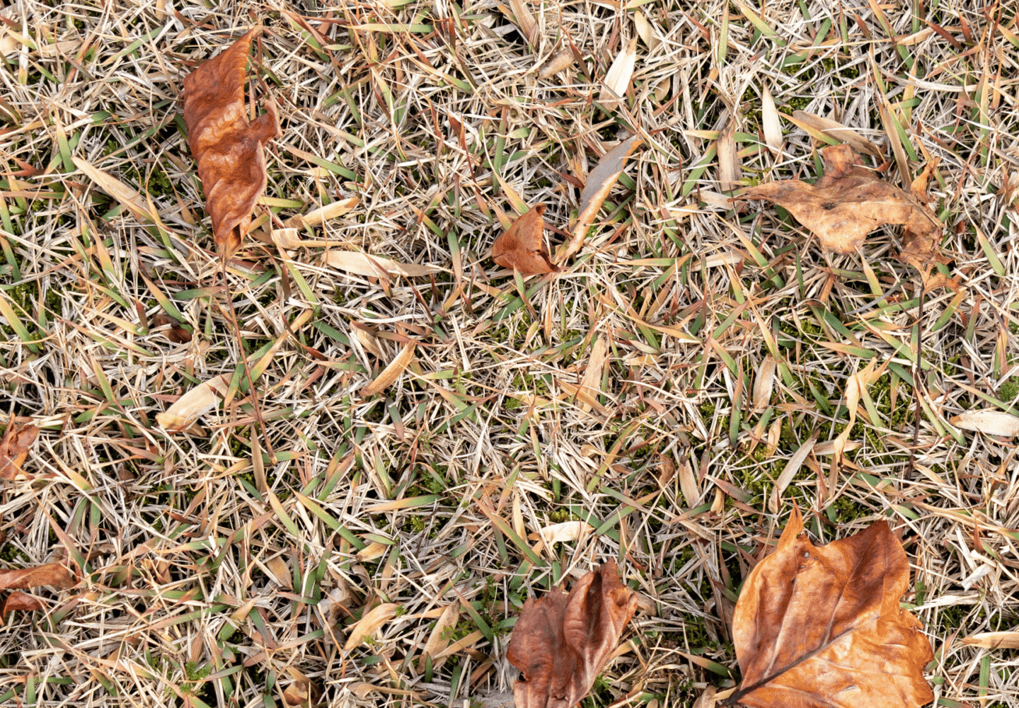 Winter Lawn Care - Lawn in trouble before Winter