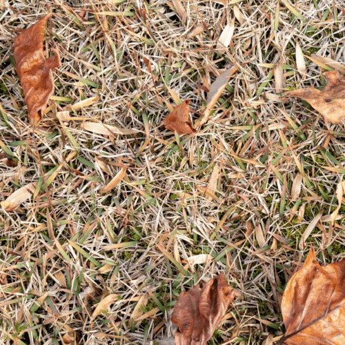 The Difference Between a Dormant Lawn and a Lawn in Trouble