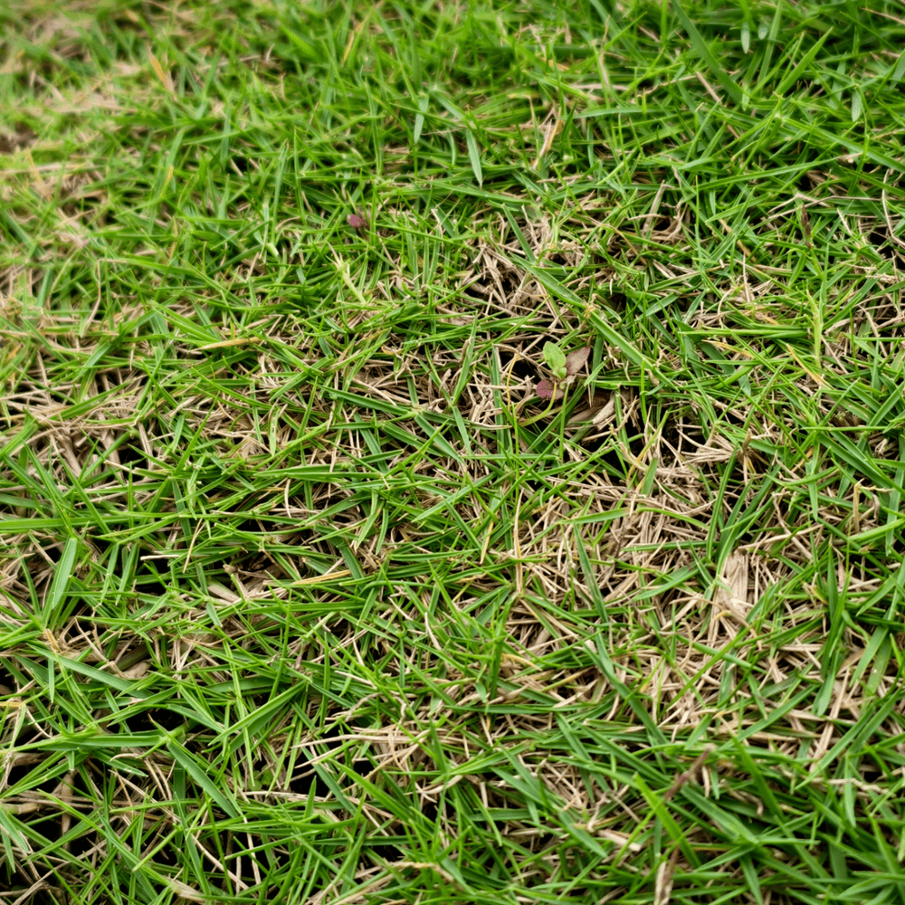 Winter Lawn Care - Lawn starting to have a brown patch