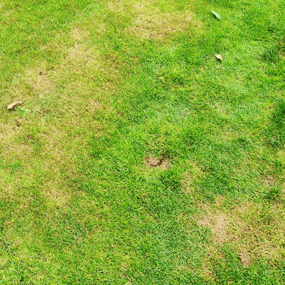 Winter Lawn Care - Lawn with damaged patches