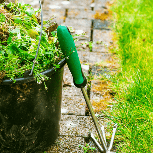 Why Late Winter Is the Best Time to Get Ahead of Spring Weeds